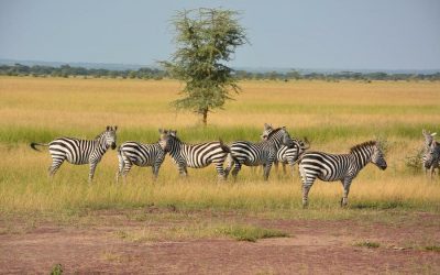 Serengeti and Ngorongoro Safari for 4 Day