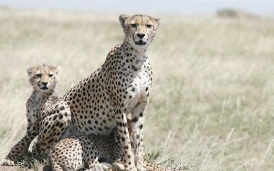 Tarangire and Manyara Tour for 3 Day