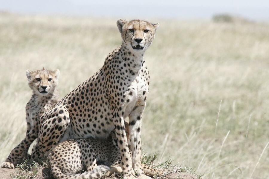 Tarangire and Manyara Tour for 3 Day