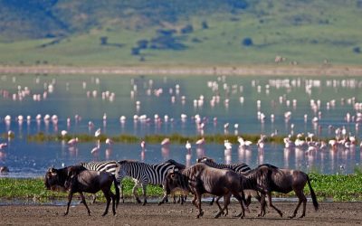 Tour to Tarangire, Serengeti and Ngorongoro for  5 Day