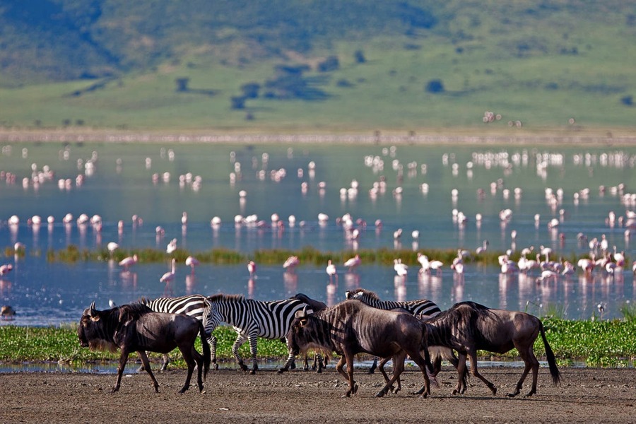 Tour to Tarangire, Serengeti and Ngorongoro for  5 Day