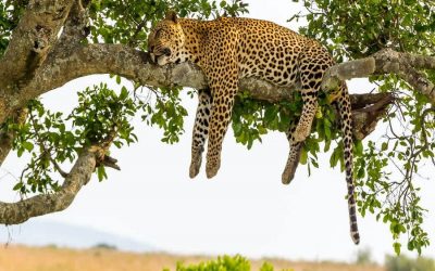 Serengeti and Ngorongoro Safari for 6 Day