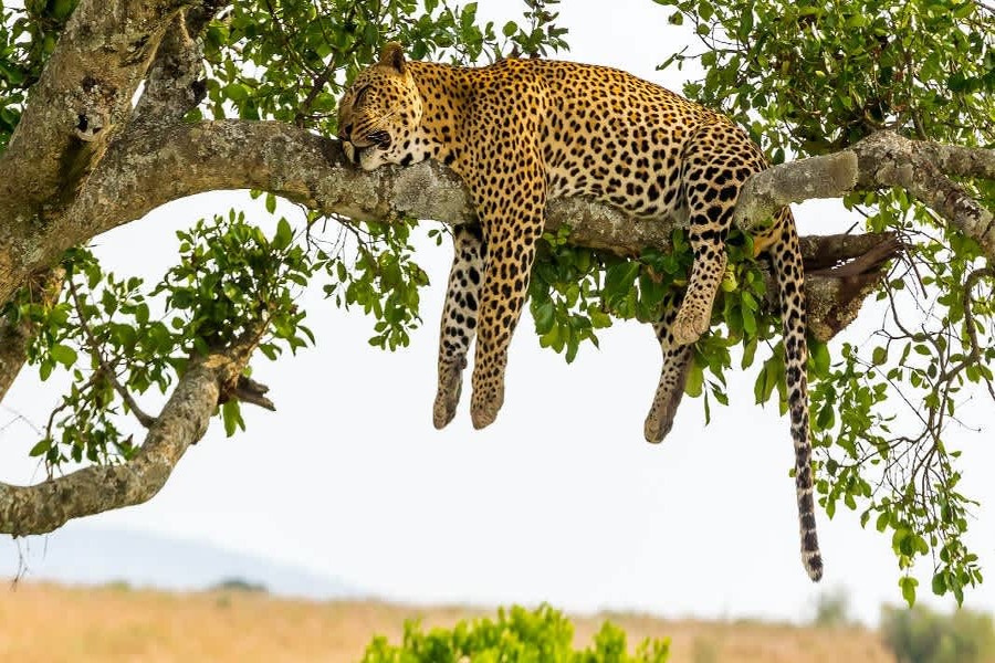 Serengeti and Ngorongoro Safari for 6 Day
