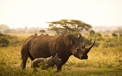 Safari to Manyara, Serengeti and Ngorongoro for 5 Day