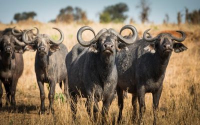 Tarangire, Lake Manyara, Serengeti and Ngorongoro Tour for 6 Day