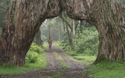 Nature Tour in Arusha National Park￼
