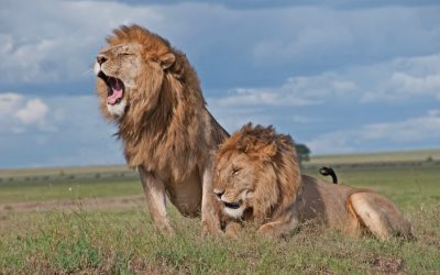 Traditional Safari in Kenya For 9 Day