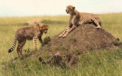 Tsavo luxury Safari  For 3 Days