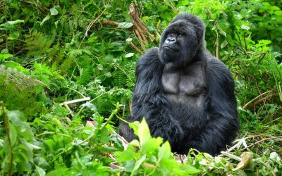 Uganda Gorilla Tracking for 8 Day