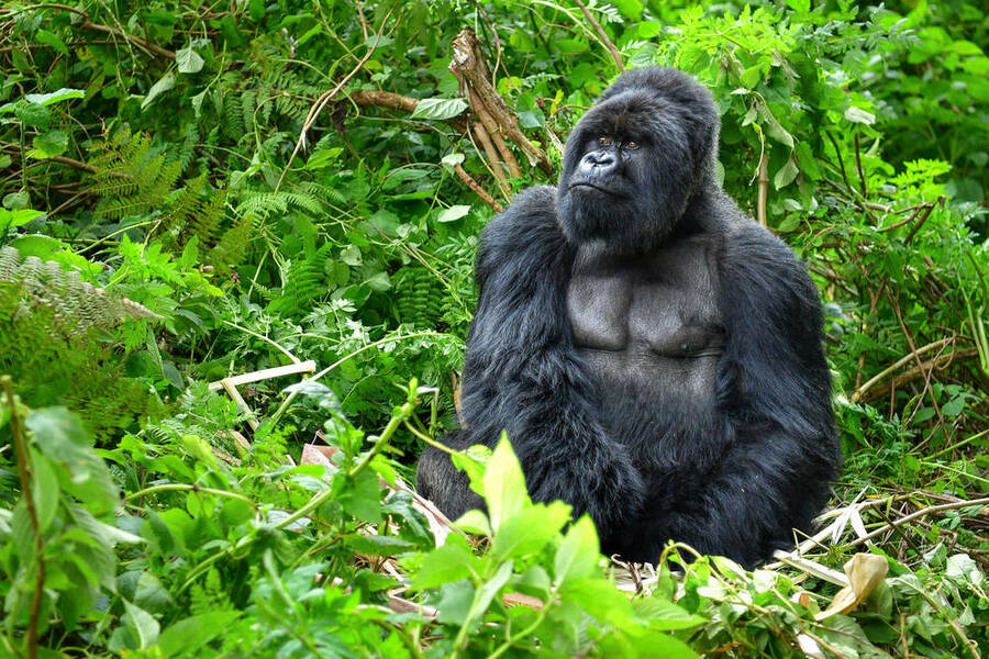 Uganda Gorilla Tracking for 8 Day