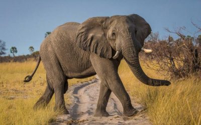 Adventure Camping Safari Tarangire and Manyara for 7 Days