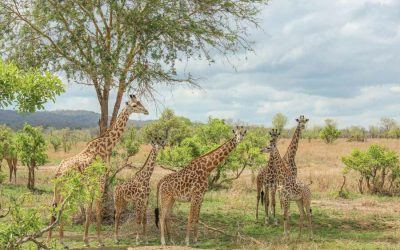 Mikumi, Ruaha and Udzungwa for  7 Day