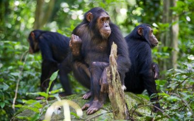 Gombe Forest for 5 Days