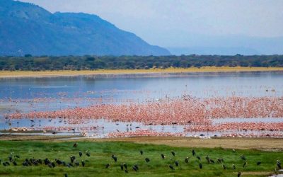 Day Tour to Lake Manyara National Park.