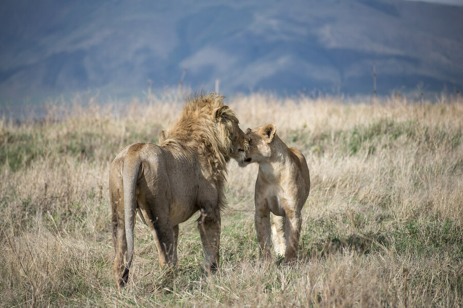 Ngorongoro Crater Day Trip