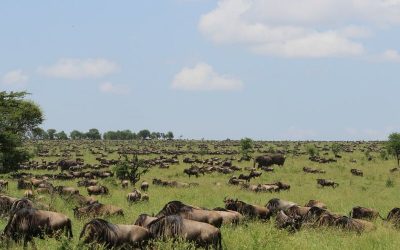 Wildebeest Calving Migration Ndutu for 8 Day