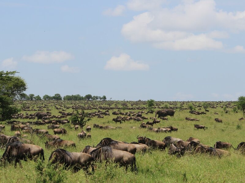 Wildebeest Calving Migration Ndutu for 8 Day