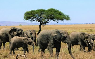 Tarangire National Park Day Tour