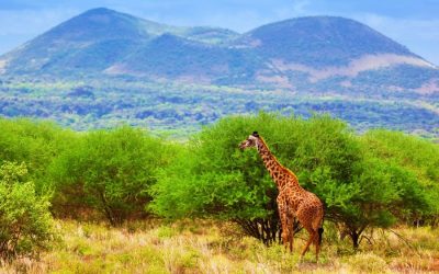 Maasai Mara and Lake Naivasha Kenya safari For 6 Day